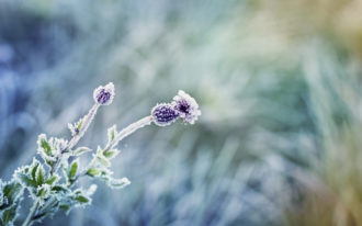 abstract natural background from plant covered with hoarfrost or